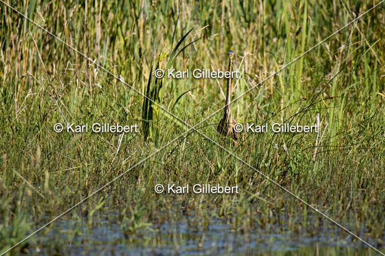 Karl-Gillebert-Heron-pourpre-Ardea-purpurea-5543