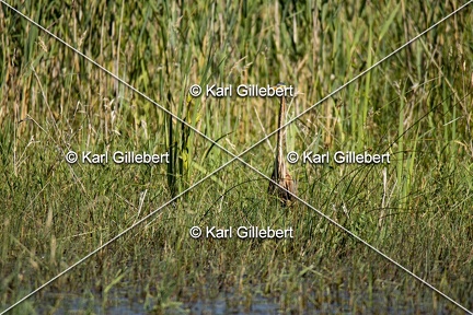 Karl-Gillebert-Heron-pourpre-Ardea-purpurea-5550