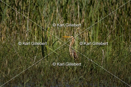 Karl-Gillebert-Heron-pourpre-Ardea-purpurea-5559