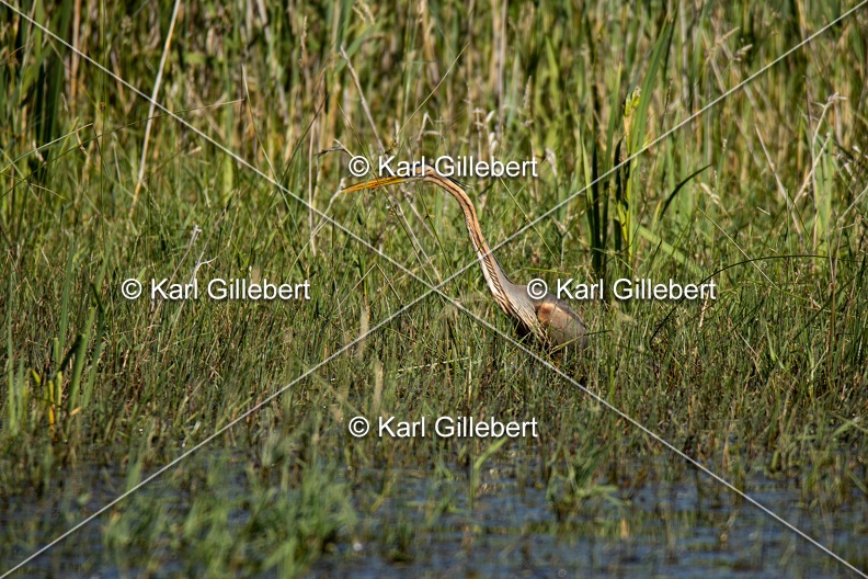 Karl-Gillebert-Heron-pourpre-Ardea-purpurea-5570