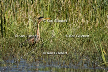 Karl-Gillebert-Heron-pourpre-Ardea-purpurea-5617