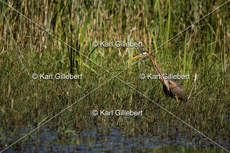 Karl-Gillebert-Heron-pourpre-Ardea-purpurea-5685.jpg