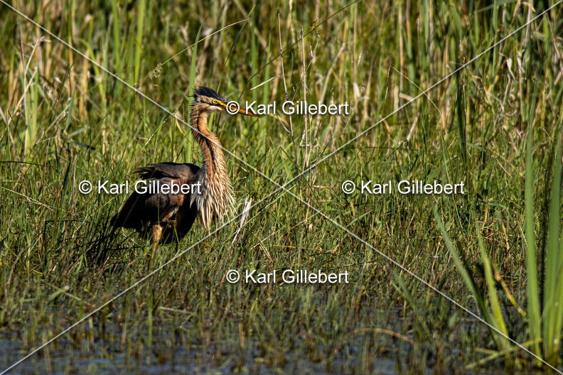 Karl-Gillebert-Heron-pourpre-Ardea-purpurea-5738.jpg
