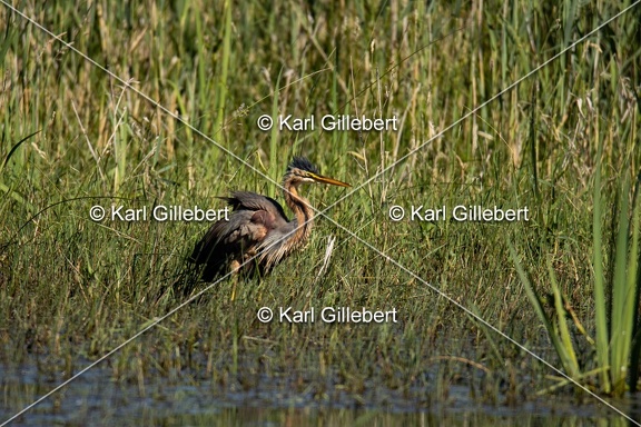 Karl-Gillebert-Heron-pourpre-Ardea-purpurea-5745