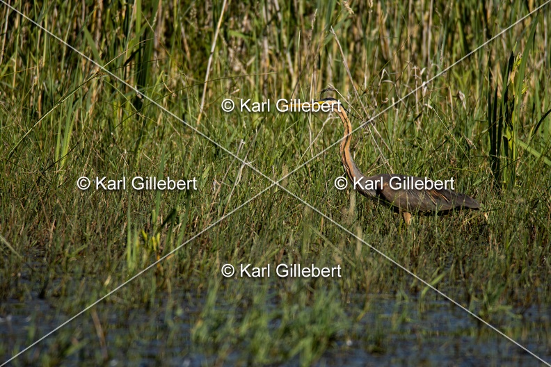 Karl-Gillebert-Heron-pourpre-Ardea-purpurea-5767.jpg