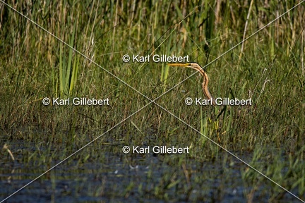 Karl-Gillebert-Heron-pourpre-Ardea-purpurea-5775