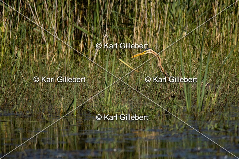 Karl-Gillebert-Heron-pourpre-Ardea-purpurea-5793.jpg