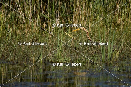 Karl-Gillebert-Heron-pourpre-Ardea-purpurea-5793