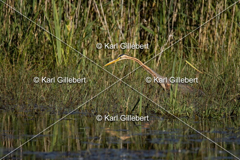 Karl-Gillebert-Heron-pourpre-Ardea-purpurea-5818.jpg