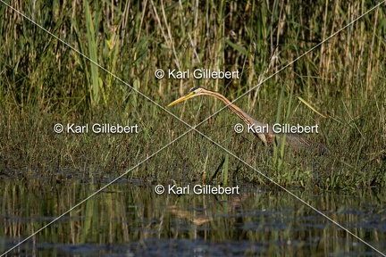 Karl-Gillebert-Heron-pourpre-Ardea-purpurea-5818