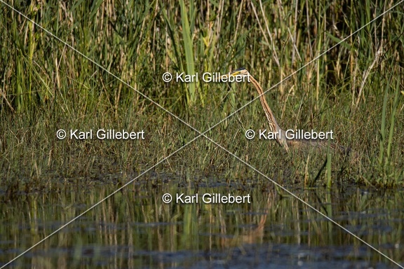 Karl-Gillebert-Heron-pourpre-Ardea-purpurea-5838