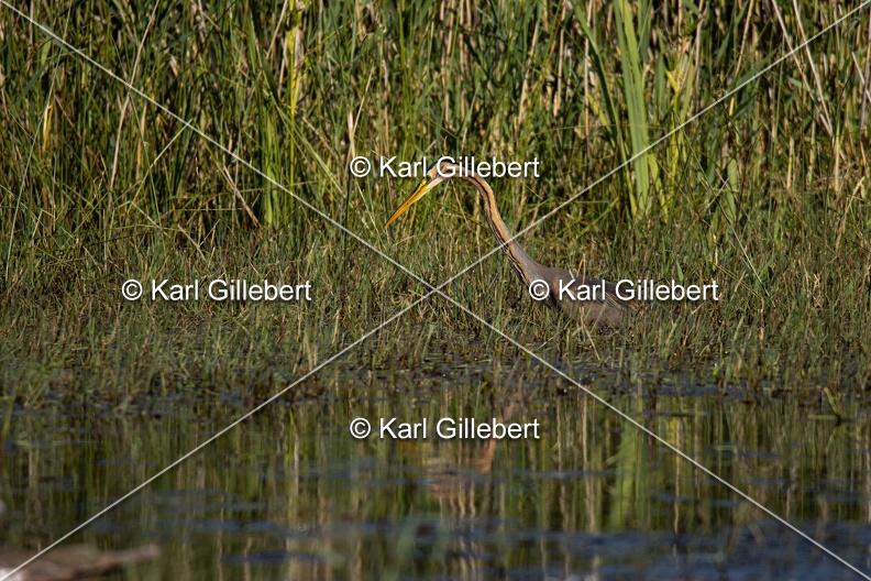 Karl-Gillebert-Heron-pourpre-Ardea-purpurea-5844.jpg