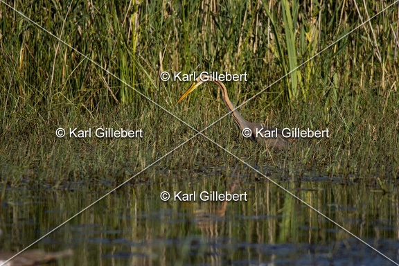 Karl-Gillebert-Heron-pourpre-Ardea-purpurea-5844