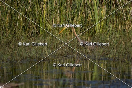 Karl-Gillebert-Heron-pourpre-Ardea-purpurea-5844