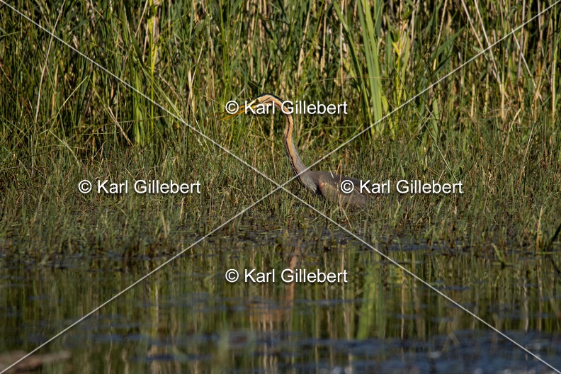 Karl-Gillebert-Heron-pourpre-Ardea-purpurea-5851.jpg