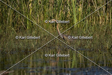 Karl-Gillebert-Heron-pourpre-Ardea-purpurea-5851