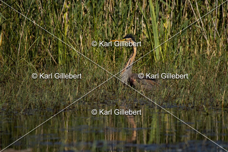 Karl-Gillebert-Heron-pourpre-Ardea-purpurea-5856