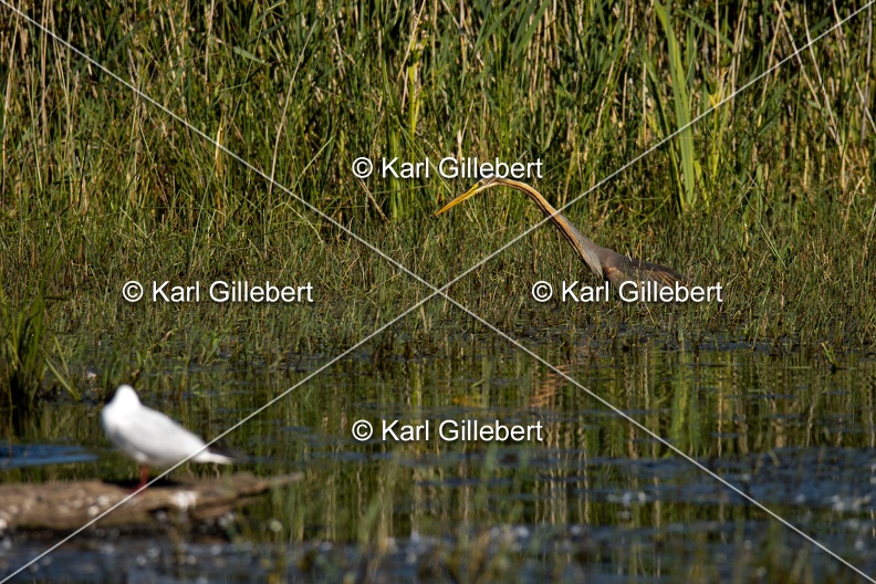 Karl-Gillebert-Heron-pourpre-Ardea-purpurea-5865.jpg