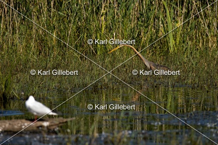 Karl-Gillebert-Heron-pourpre-Ardea-purpurea-5865