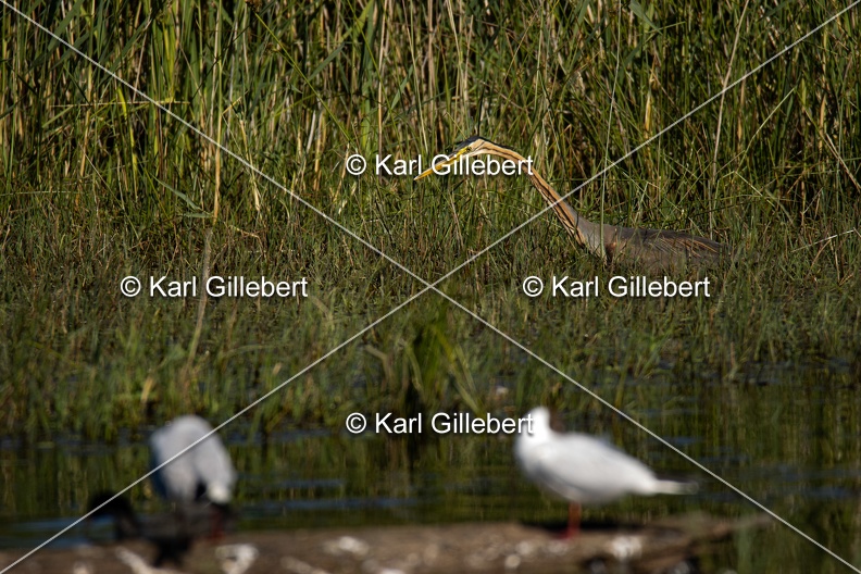 Karl-Gillebert-Heron-pourpre-Ardea-purpurea-5872