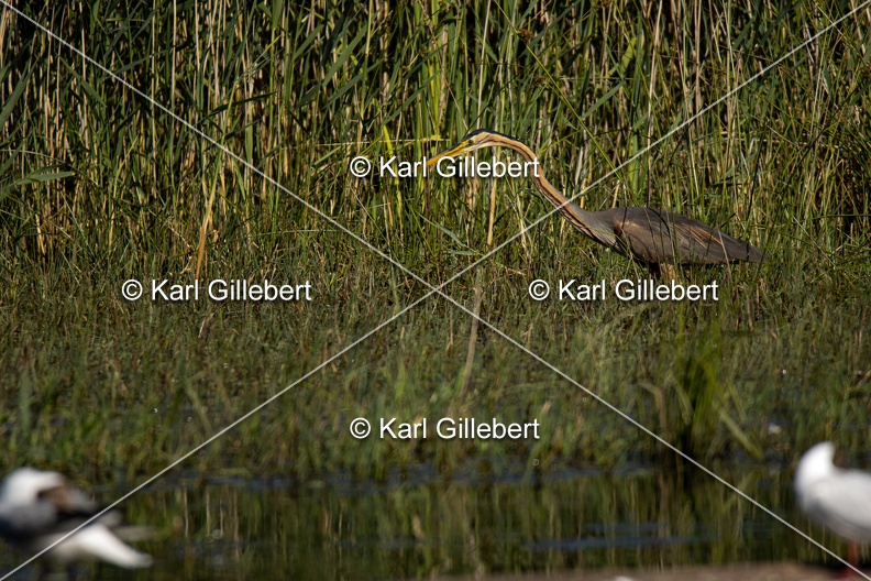 Karl-Gillebert-Heron-pourpre-Ardea-purpurea-5881.jpg