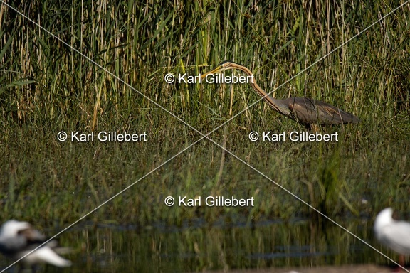 Karl-Gillebert-Heron-pourpre-Ardea-purpurea-5881