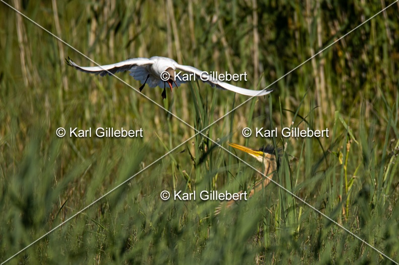 Karl-Gillebert-Heron-pourpre-Ardea-purpurea-5909.jpg