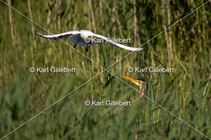 Karl-Gillebert-Heron-pourpre-Ardea-purpurea-5909
