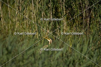 Karl-Gillebert-Heron-pourpre-Ardea-purpurea-5917