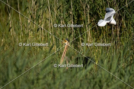 Karl-Gillebert-Heron-pourpre-Ardea-purpurea-5920