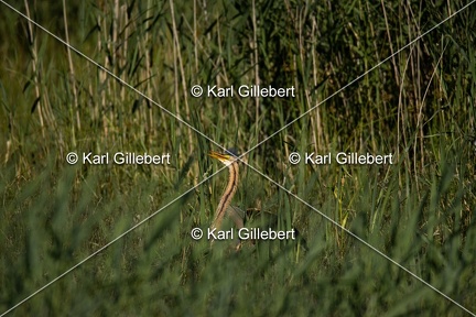 Karl-Gillebert-Heron-pourpre-Ardea-purpurea-5921