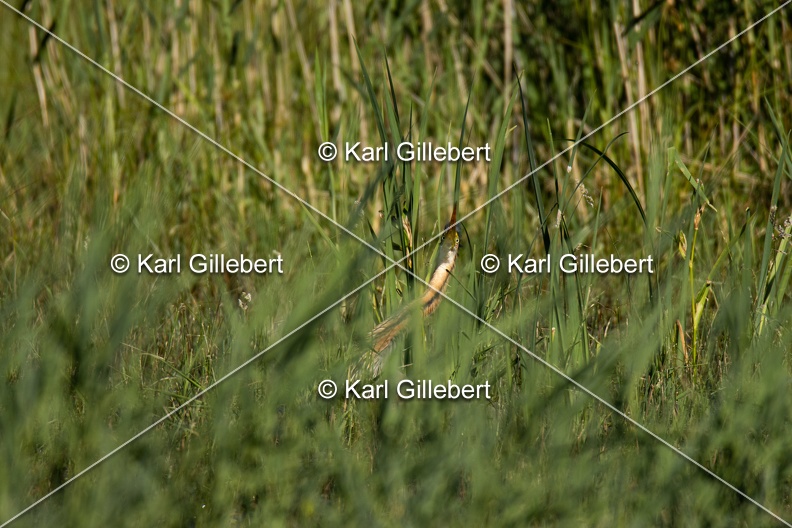 Karl-Gillebert-Heron-pourpre-Ardea-purpurea-5926.jpg
