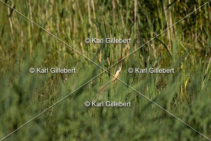 Karl-Gillebert-Heron-pourpre-Ardea-purpurea-5926