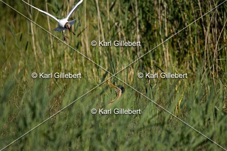 Karl-Gillebert-Heron-pourpre-Ardea-purpurea-5929.jpg