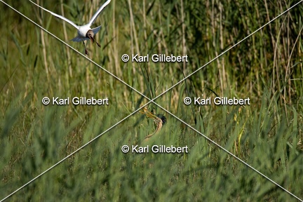 Karl-Gillebert-Heron-pourpre-Ardea-purpurea-5929