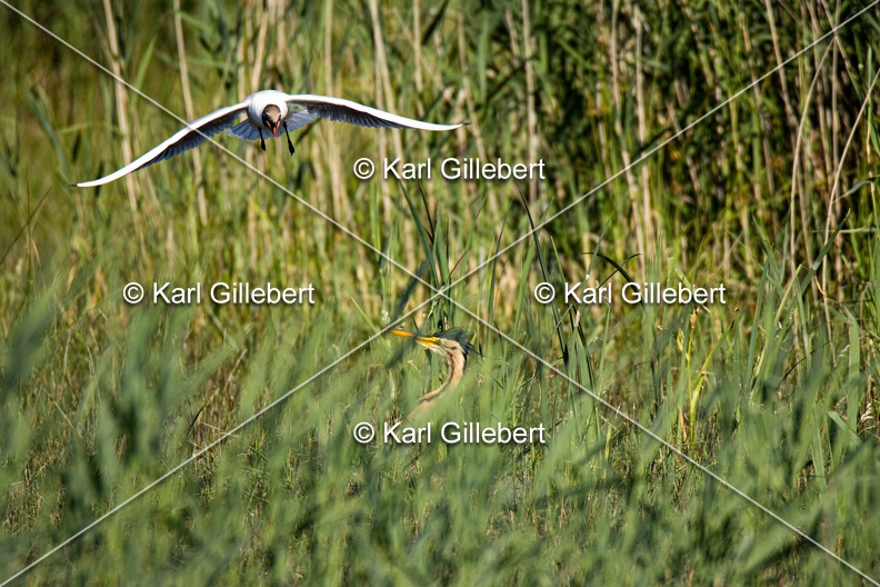 Karl-Gillebert-Heron-pourpre-Ardea-purpurea-5930.jpg