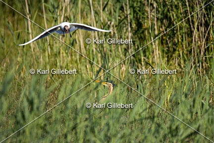 Karl-Gillebert-Heron-pourpre-Ardea-purpurea-5930