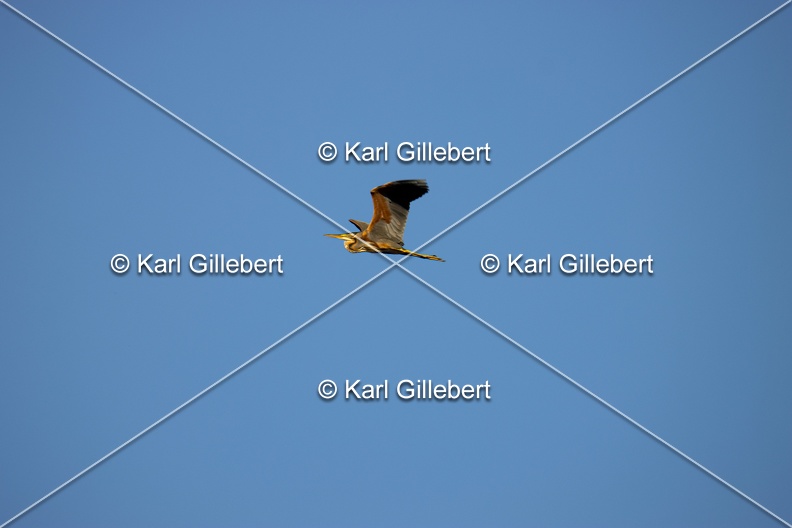 Karl-Gillebert-Heron-pourpre-Ardea-purpurea-8090.jpg
