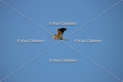 Karl-Gillebert-Heron-pourpre-Ardea-purpurea-8090