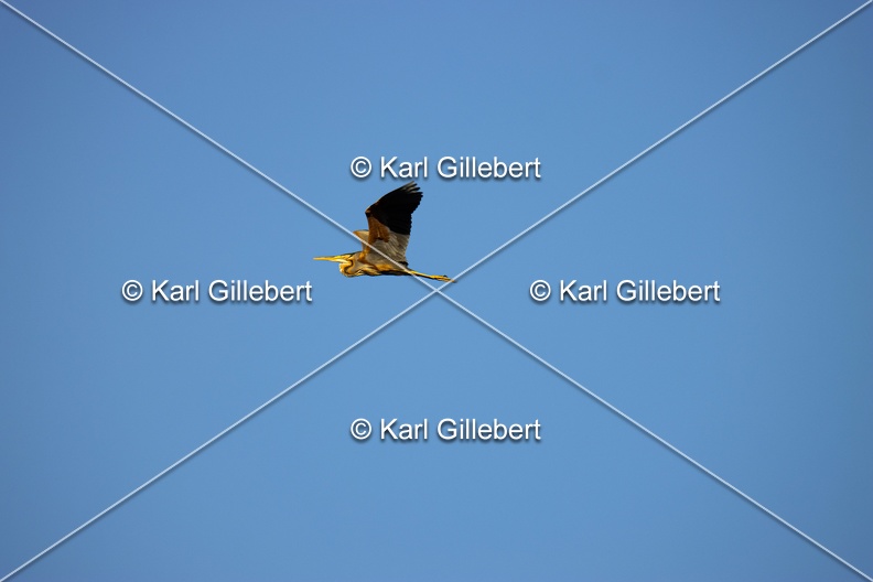 Karl-Gillebert-Heron-pourpre-Ardea-purpurea-8097.jpg