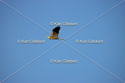 Karl-Gillebert-Heron-pourpre-Ardea-purpurea-8097