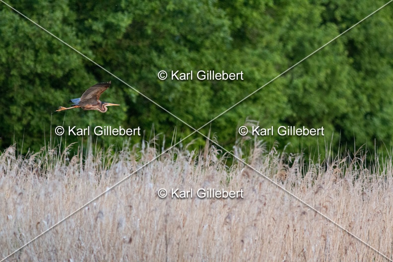 Karl-Gillebert-Heron-pourpre-Ardea-purpurea-9767.jpg