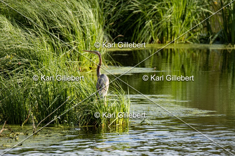 Karl-Gillebert-Heron-pourpre-Ardea-purpurea-3852.jpg