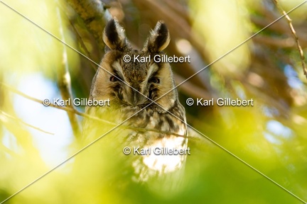 Karl-Gillebert-hibou moyen-duc-Asio-otus-4883