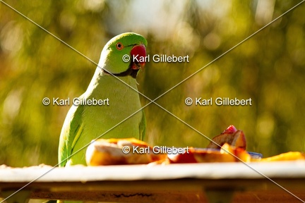 Karl-Gillebert-Perruche-a-collier-Psittacula-krameri-0124