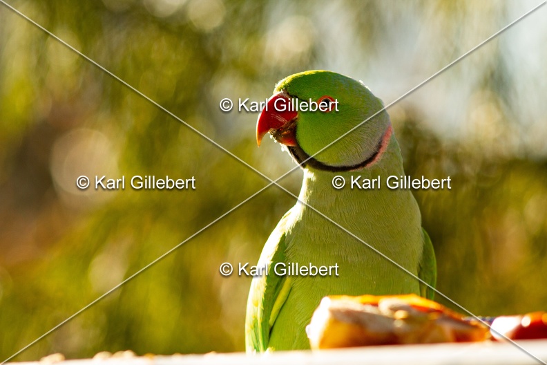 Karl-Gillebert-Perruche-a-collier-Psittacula-krameri-0125.jpg