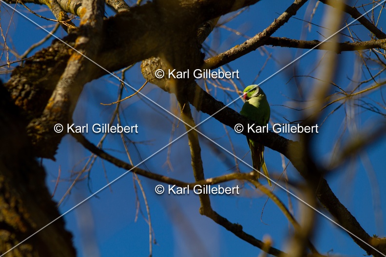 Karl-Gillebert-Perruche-a-collier-Psittacula-krameri-0033.jpg