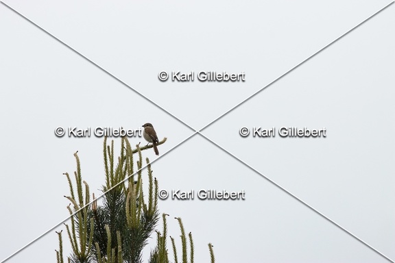 Karl-Gillebert-Pie-grieche-ecorcheur-Lanius-collurio-3620