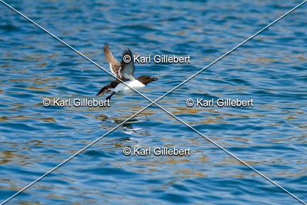 Karl-Gillebert-Pingouin-torda-Alca-torda-