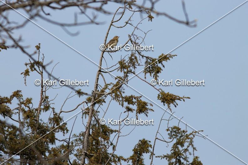 Karl-Gillebert-Pipit-des-arbres-Anthus-trivialis-5042.jpg